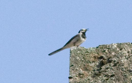 Uccellino a 700 m nelle Alpi Marittime